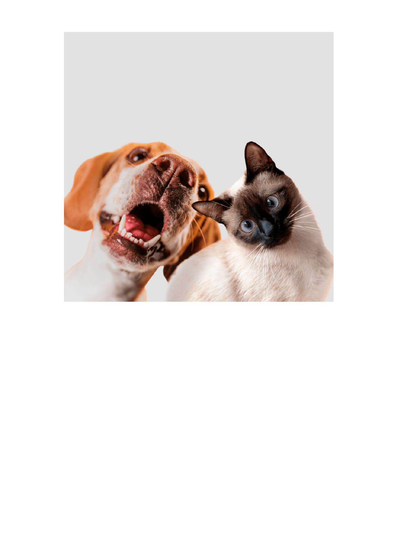 PDF document showing an embedded image